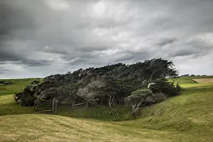 Wind Shaped Trees Prints: Trees shaped by the wind, Slope Point