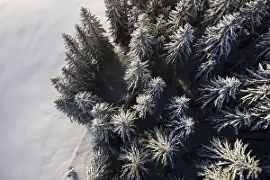 Winter Landscape Austria Prints: Trees from above with snow in winter