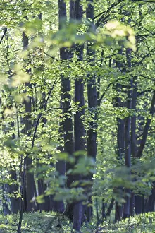 Serene Countryside Scenery Prints: Trees in spring park