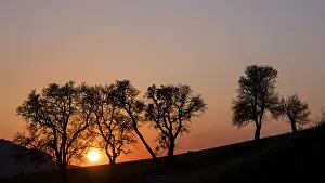 Austria Sunset Prints: Trees in the sunset, MoststraBe