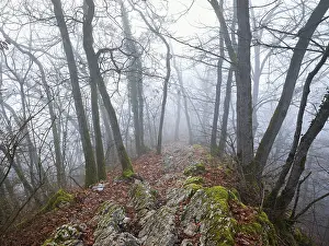 Limestone Rock Formations In Europe Prints: Trees surrounded by moss-covered
