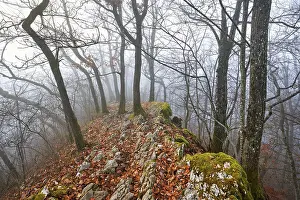 Uninhabited Mountainous Landscape Prints: Trees surrounded by moss-covered