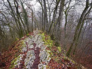 Central European Alpine Landscape Prints: Trees surrounded by moss-covered