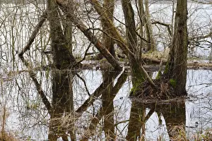 German National Park Scenery Prints: Trees in a swamp with reflection