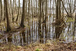 Tree Reflections In Water Prints: Trees in a swamp with reflection