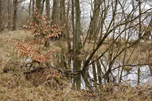 Tree Reflections In Water Prints: Trees in a swamp with reflection