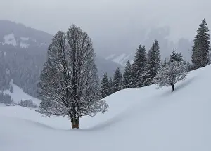 Central European Landscapes Prints: Trees in winter