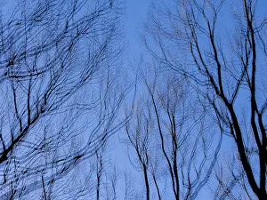 Northern Germany Landscape Prints: Trees in winter, double exposure and in motion