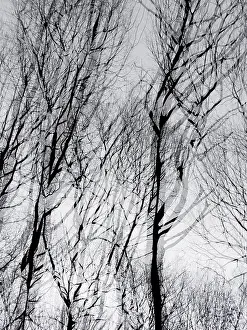 Northern German Nature Prints: Trees in winter, double exposure and in motion