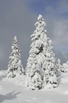 Deserted Winter Landscapes Prints: Trees, winter, tree, winter forest