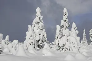 Snowy Coniferous Trees Prints: Trees, winter, tree, winter forest
