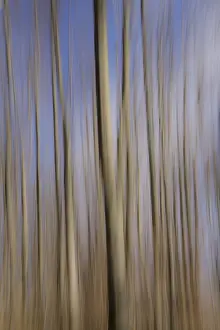 Wipe Effect Photography Prints: Trees: Wiping technique