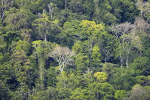 Old Growth Forest Landscape Prints: Treetops, dense rainforest with trees