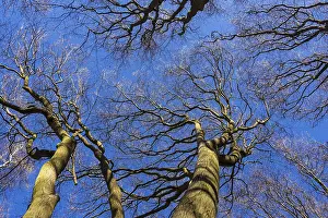 View From Below Trees Prints: Treetops in spring
