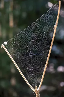 Rincon De La Vieja National Park Prints: Triangular spider web between a branch fork