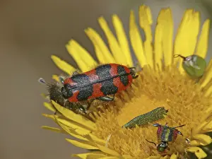 Checkered Beetle Prints: Trichodes alvearius Print - Bee Wolf Insect