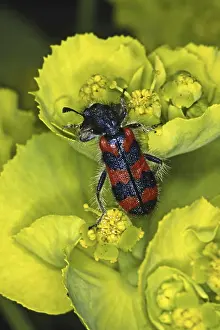 Checkered Beetle Prints: Trichodes alvearius Print - Bee Wolf Insect Photo