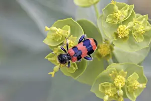 Trichodes Apiarius Prints: Trichodes apiarius, bee wolf