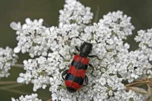 Checkered Beetle Prints: Trichodes apiarius Bee Wolf Print