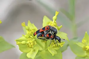 Trichodes Apiarius Prints: Trichodes apiarius, bee wolf