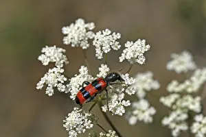 Checkered Beetle Prints: Trichodes apiarius Print - Bee Wolf Insect Species