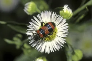 Checkered Beetle Prints: Trichodes apiarius Print - Bee Wolf Insect