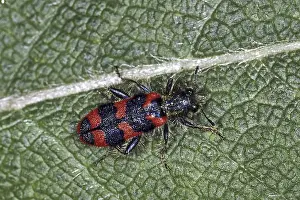 Checkered Beetle Prints: Trichodes apiarius Print - Bee Wolf Insect