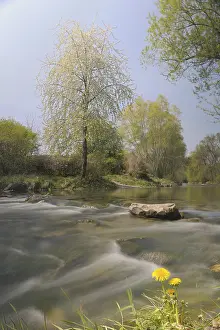 River Scenery In Europe Prints: Triesting river in spring, Triestingtal valley