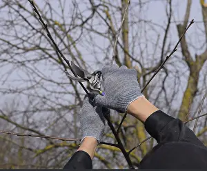 Deserted Orchard Scene Prints: Trimming the tree with a cutter