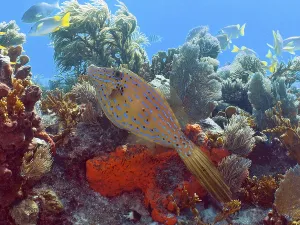 Marine Animal Photography Prints: A tropical fish, the script filefish (Aluterus scriptus)