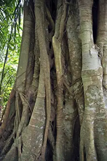 Jungle Vegetation Prints: Tropical tree in a rainforest