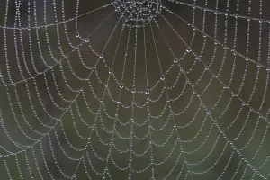 Web Spider Prints: Tropics on Spider Web Print