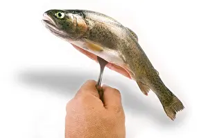 Prints of Trout on a fork Rainbow Trout Prints: Trout on a Fork Print