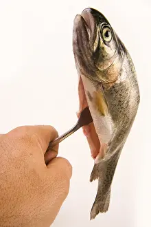 Prints of Trout on a fork Rainbow Trout Prints: Trout on a Fork Print
