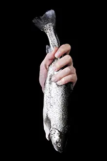 Bony Fish Images Prints: Trouts