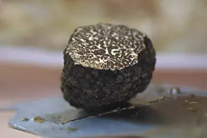 Gourmet Meal Ideas Prints: Truffel