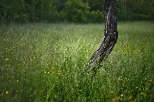 Deciduous Tree Trunk Prints: Trunk, fruit tree in a summer meadow