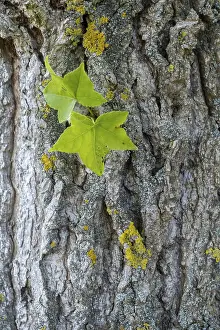 Deciduous Tree Bark Prints: Trunk of a maple-leaved plane tree