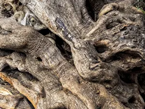 Prints of The trunk of a very old olive tree in Palma, Majorca, Spain Austria Palma Prints: Print of Ancient Olive Tree Trunk in Palma, Majorca
