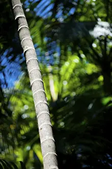 Palm Tree Trunk Prints: Trunk of a palm tree, palm tree