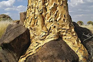 Deserted Nature Photography Prints: Trunk of a quiver tree