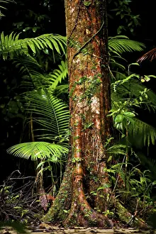 Atherton Tablelands Landscape Prints: Trunk of a tropical tree, tree with structure