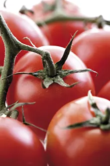 Close Up Tomatoes Prints: Truss of tomatoes