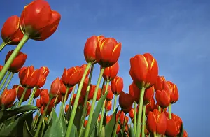 Tulip Field Prints: Tulip