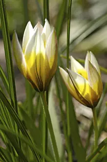 Garden Blooms Prints: Tulip