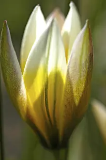 Garden Blooms Prints: Tulip
