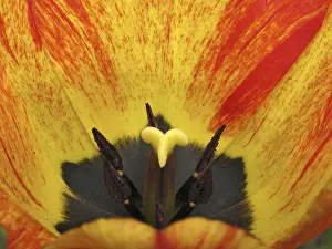 Single Tulip Blossom Prints: Tulip detail