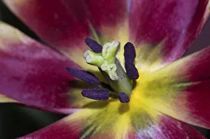 First Day Of Spring Bloomers Prints: Tulip open