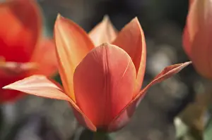 Red Tulip Macro Prints: Tulip tulipa