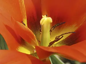 Vernal Flowering Plant Prints: Tulipa Van Eijk'
Tulipa Van Eijk